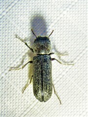 Amphicerus bicaudatus