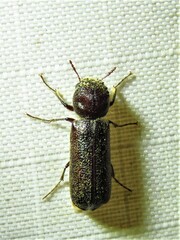 Amphicerus bicaudatus