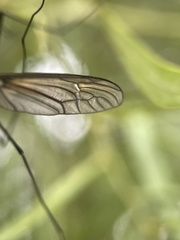Leptotarsus clavatus