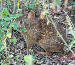 Sylvilagus palustris