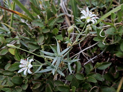 Stellaria longipes