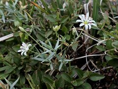 Stellaria longipes