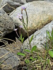 Epilobium anagallidifolium