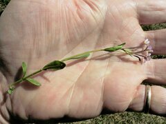 Epilobium anagallidifolium