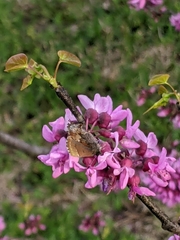 Callophrys henrici