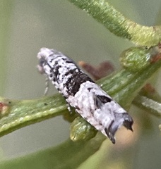 Spilonota constrictana