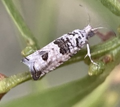 Spilonota constrictana