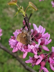 Callophrys henrici