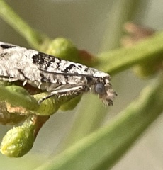 Spilonota constrictana
