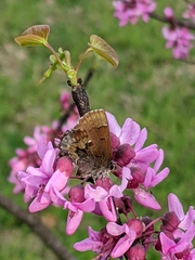 Callophrys henrici