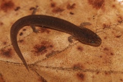 Pseudotriton ruber ruber