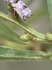 Spilonota constrictana