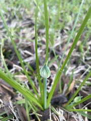 Allium canadense