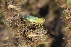 Zoniopoda tarsata