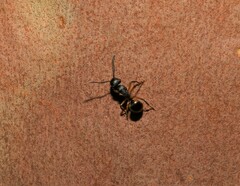 Polyrhachis femorata