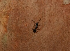 Polyrhachis femorata