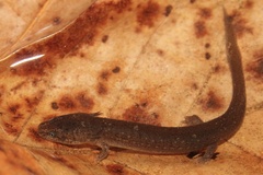 Pseudotriton ruber ruber