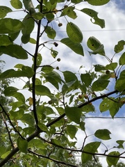 Malus domestica