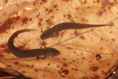 Pseudotriton ruber ruber