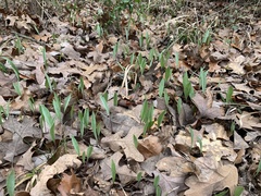 Erythronium albidum