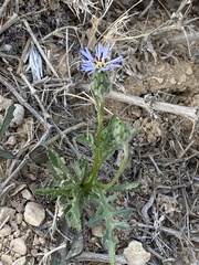 Volutaria crupinoides