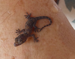 Hemidactylus mabouia