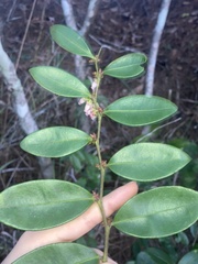 Lyonia lucida