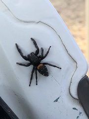 Paraphidippus basalis