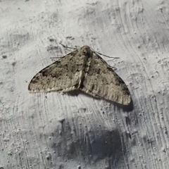 Nebula ibericata