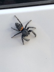 Paraphidippus basalis