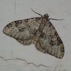Nebula ibericata
