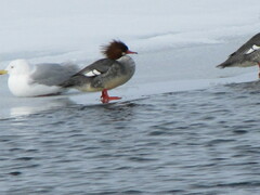 Mergus merganser americanus
