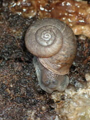 Helminthoglypta montezuma