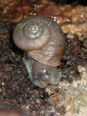 Helminthoglypta montezuma