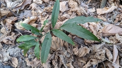 Capparis micracantha