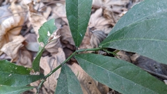 Capparis micracantha