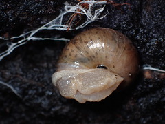 Helminthoglypta montezuma
