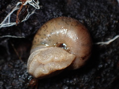 Helminthoglypta montezuma