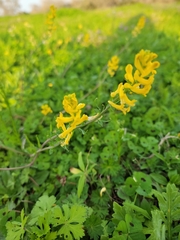 Corydalis aurea
