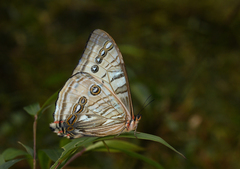 Morpho sulkowskyi