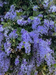 Petrea volubilis
