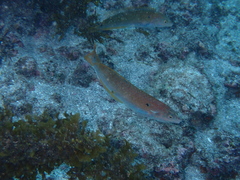 Halichoeres dispilus