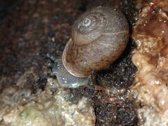Helminthoglypta montezuma
