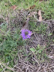 Verbena pulchella