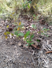 Backhousia myrtifolia