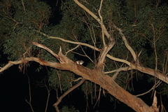 Eucalyptus piperita