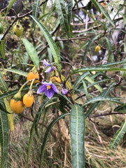 Solanum laciniatum