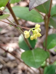 Backhousia myrtifolia