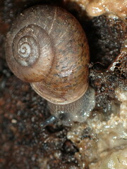 Helminthoglypta montezuma