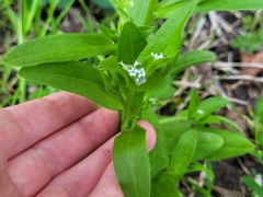 Myosotis macrosperma
